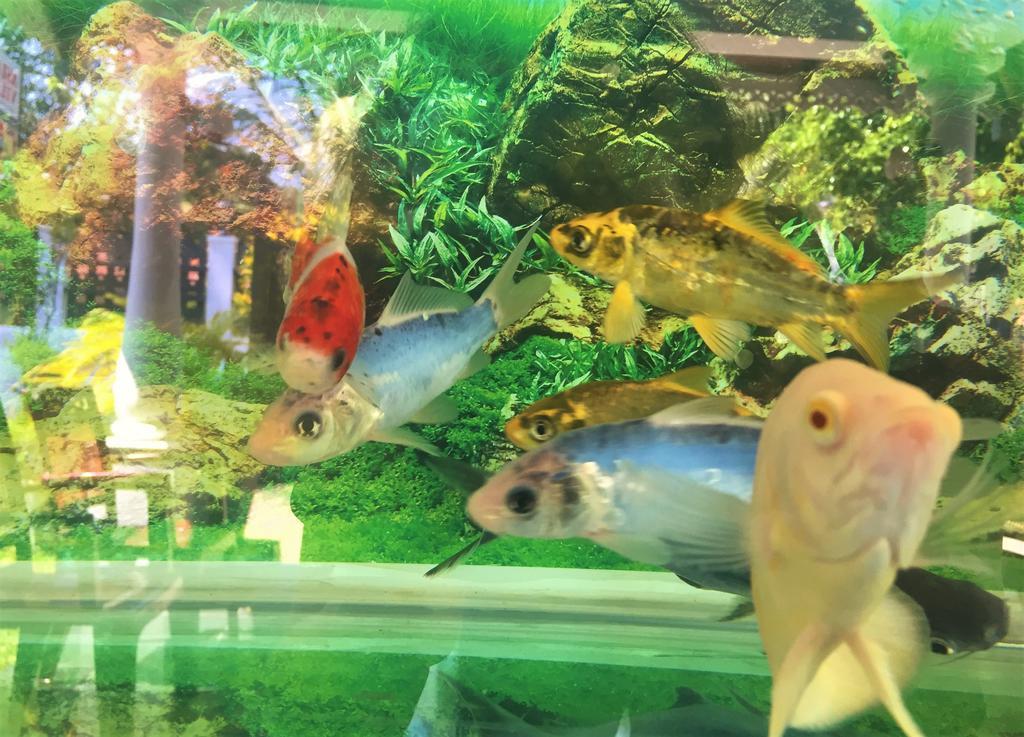 Asian Villa ネゴンボ エクステリア 写真